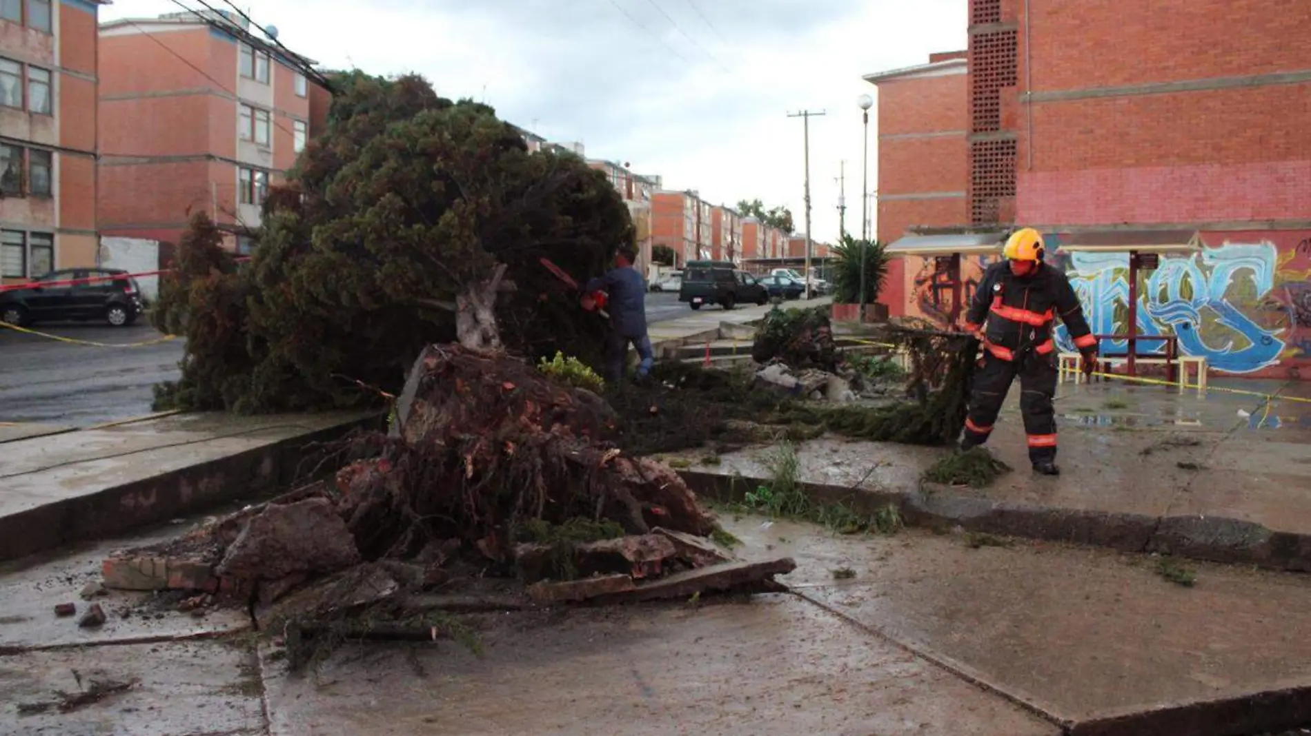 arbol caido en San Jorge por las lluvias